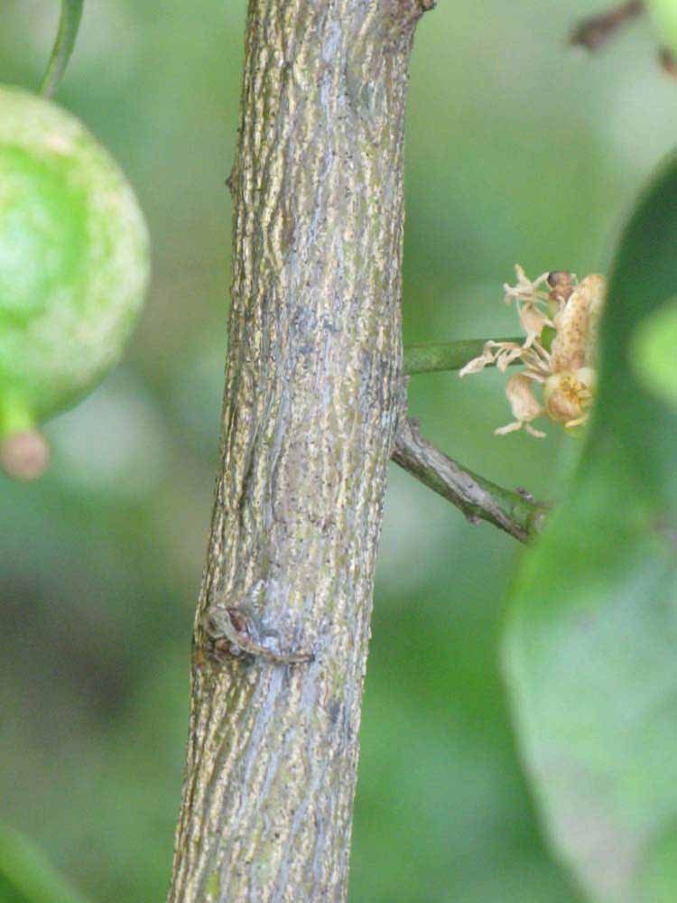            Second - third year twig (Key, Winter Haven, FL)   